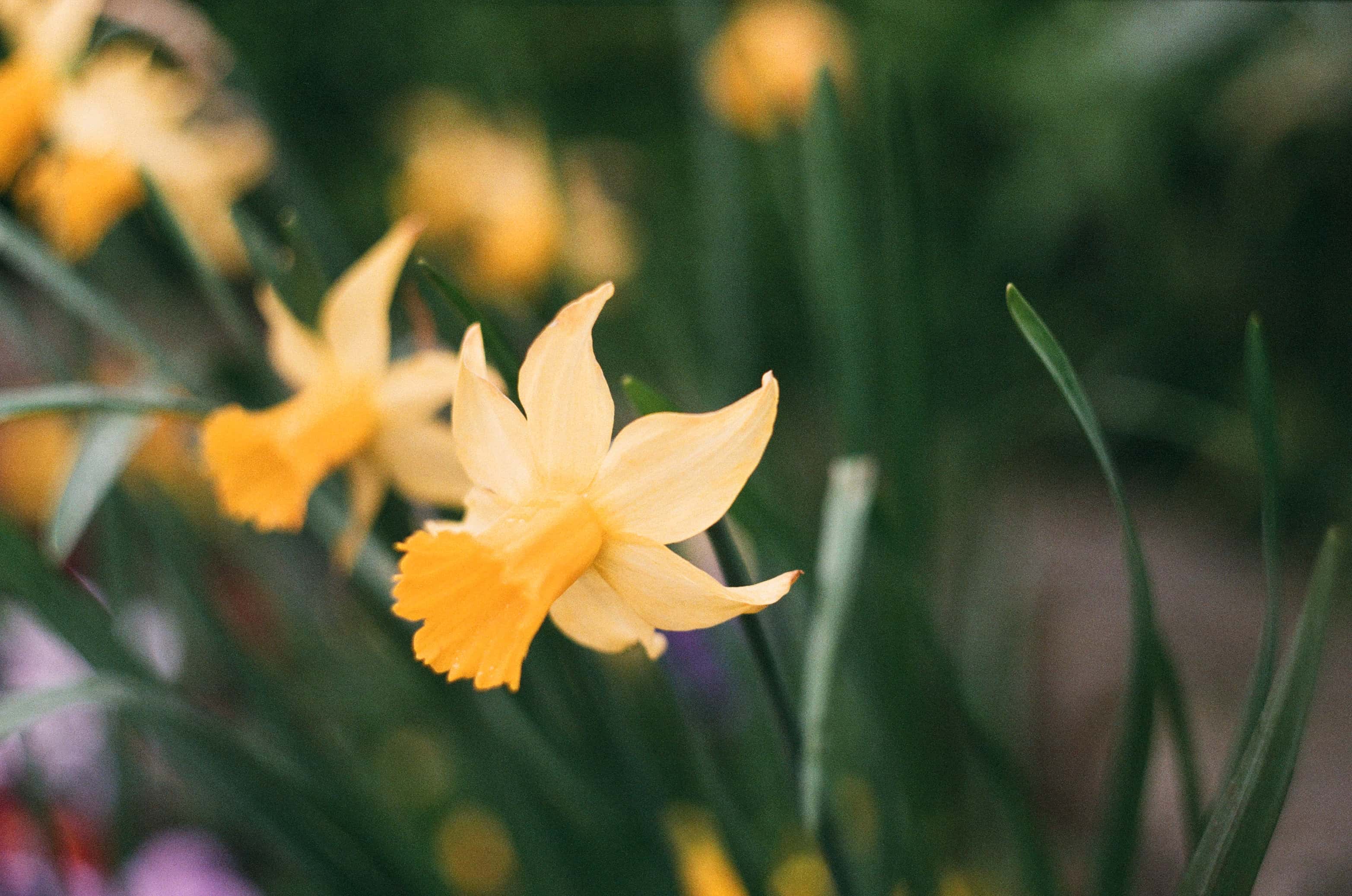 First Signs of Spring