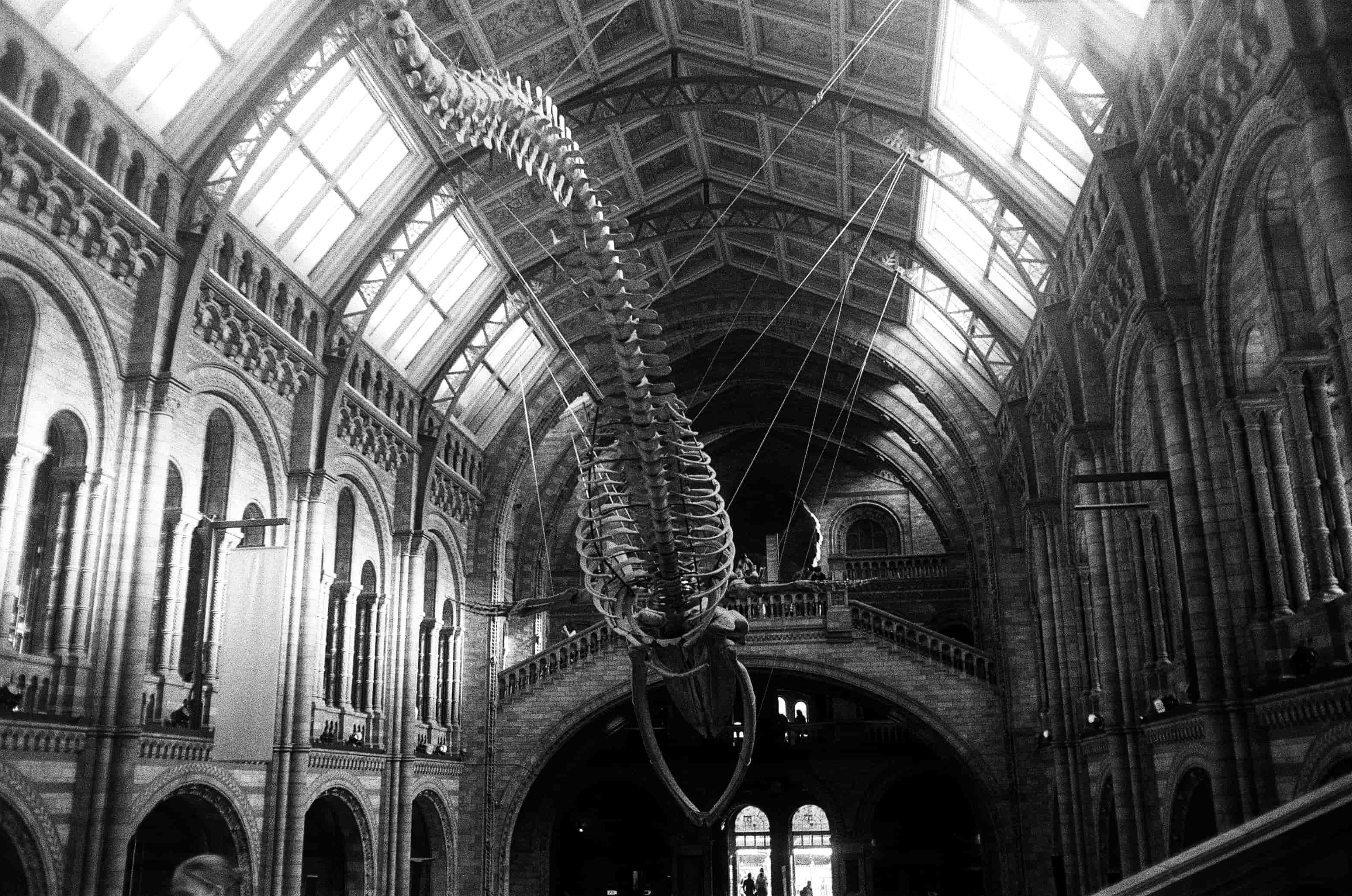 The Natural History Museum: Hintze Hall