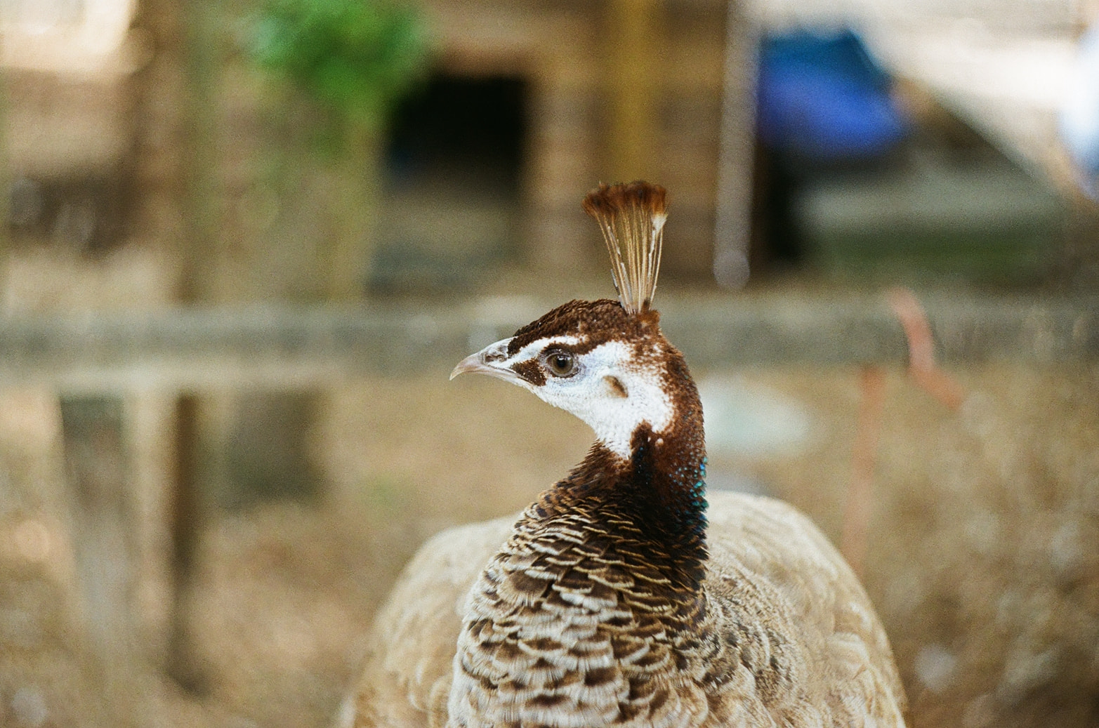 Peahen Closeup, Mudchute Park
