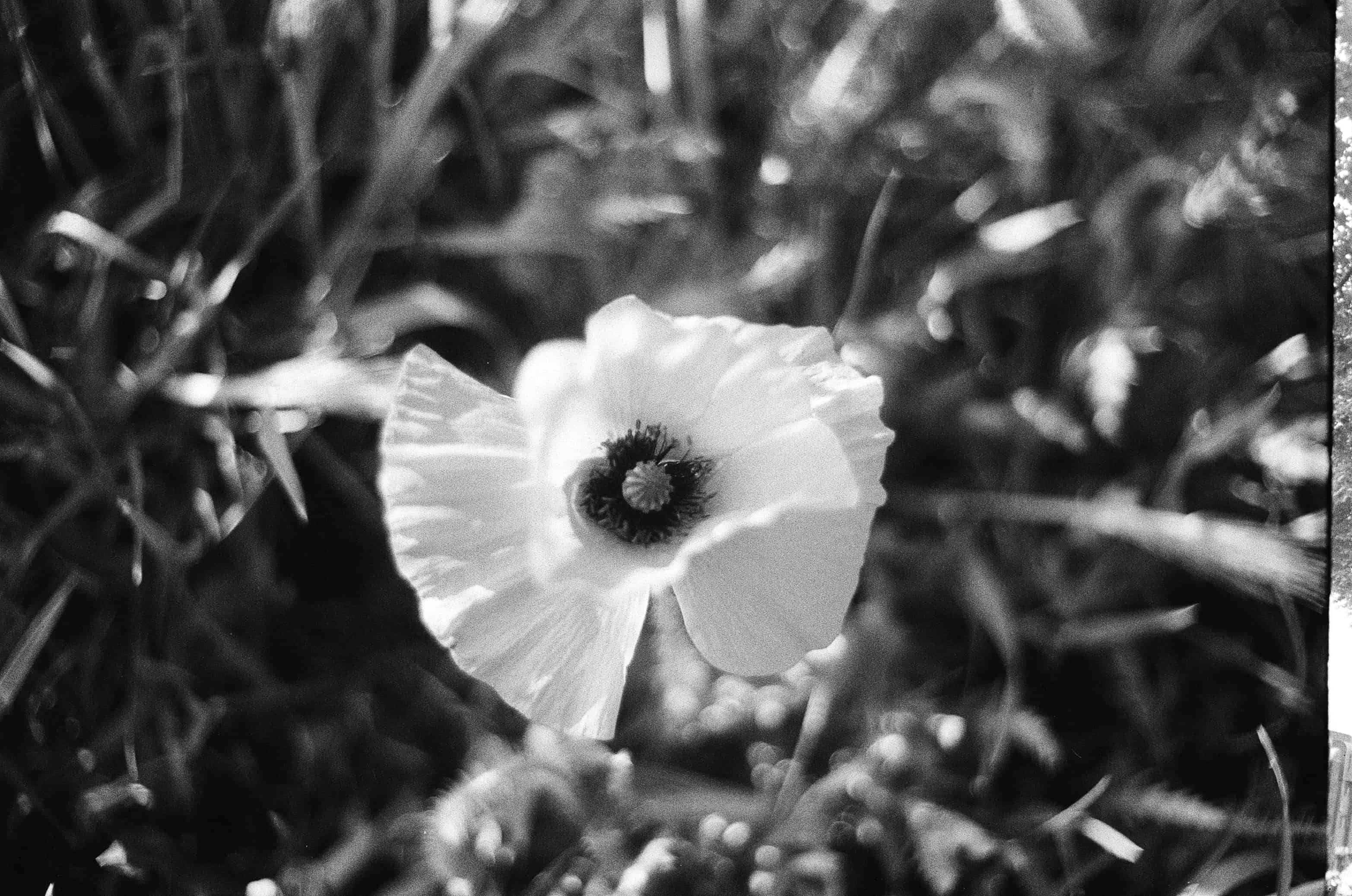 A Poppy in London