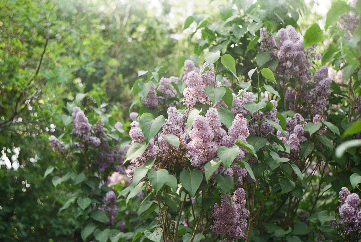 Lilacs, Mudchute Park