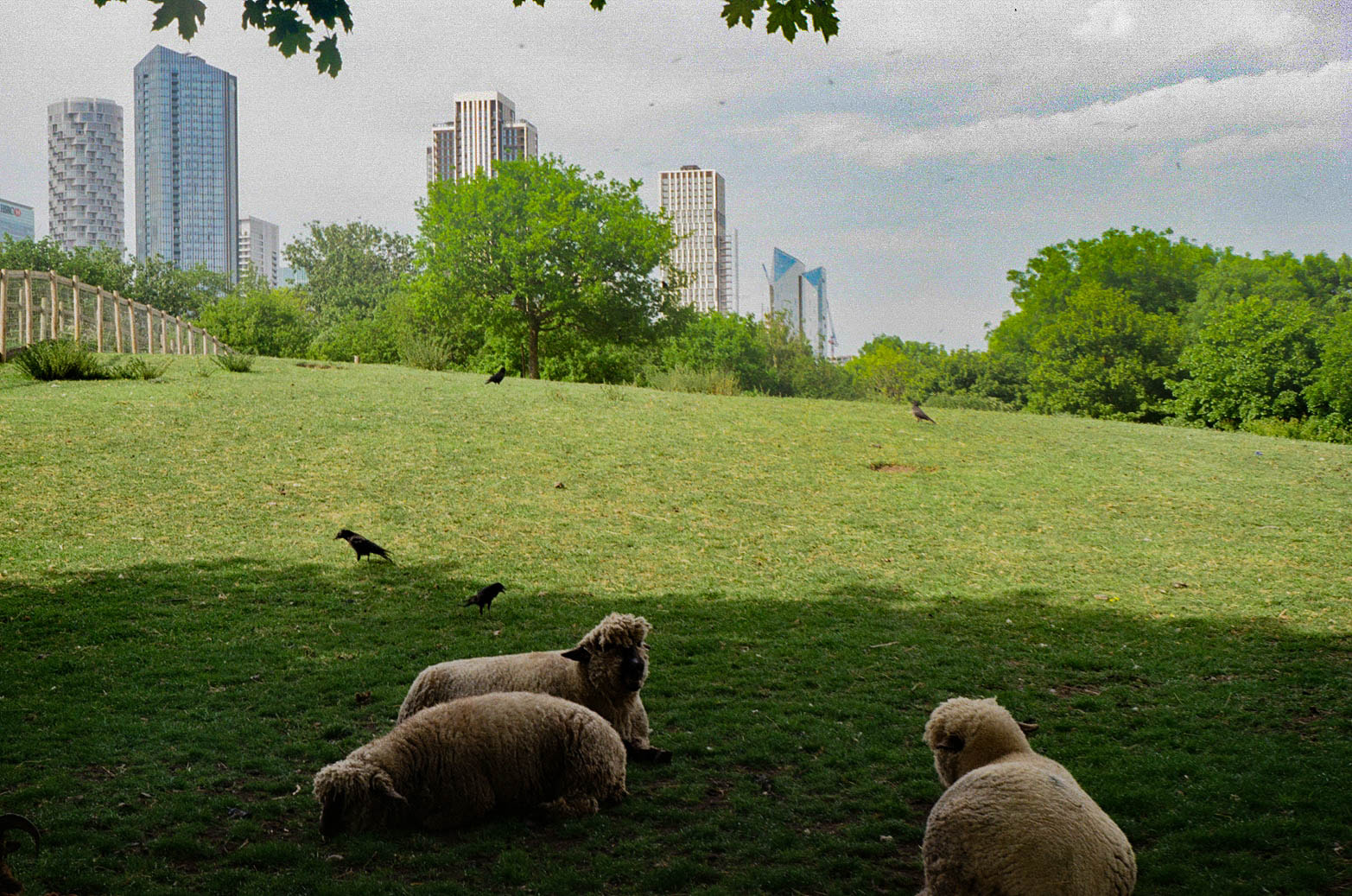 Sheep against the London Sky